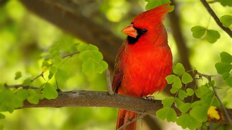 Red Bird Wallpapers - Wallpaper Cave