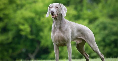 5 Ways A Weimaraner Compares To A Silver Lab