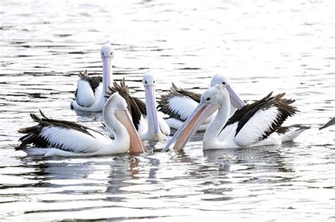 Pelicans play | They followed the can as it floated down the… | Flickr