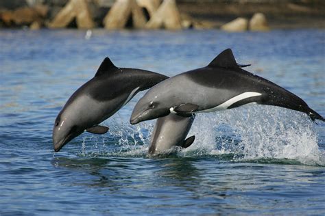 heaviside's dolphin - Google Search | Dolphins animal, Dolphins, Weird ...