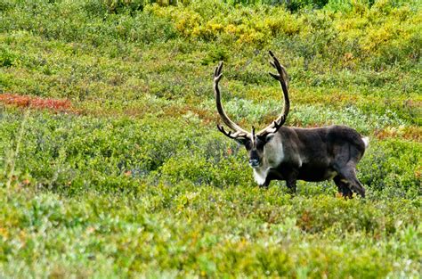 Wildlife of Denali National Park | Flickr - Photo Sharing!