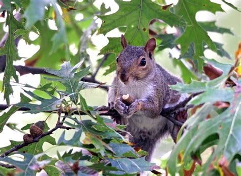 Squirrel eating an acorn stock photo. Image of eating - 1295342