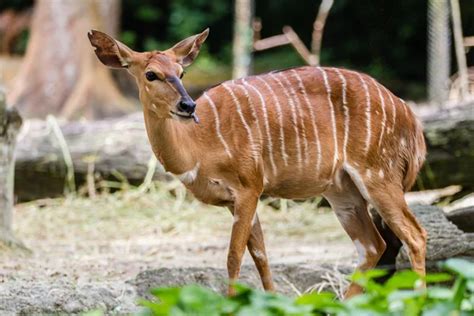 African striped deer — Stock Photo © corlissyc #80606888