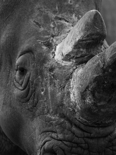 White Rhino | Large white rhino at Whipsnade Zoo, Dunstable … | Flickr