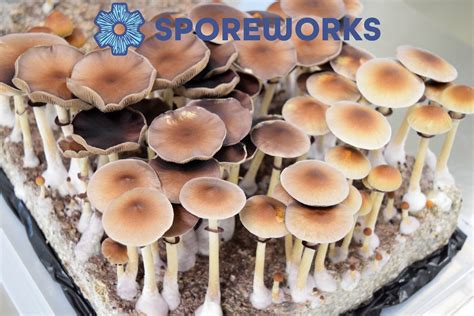 wholesale, bulk, discount psilocybe cubensis, spore syringe, spore print, microscopy