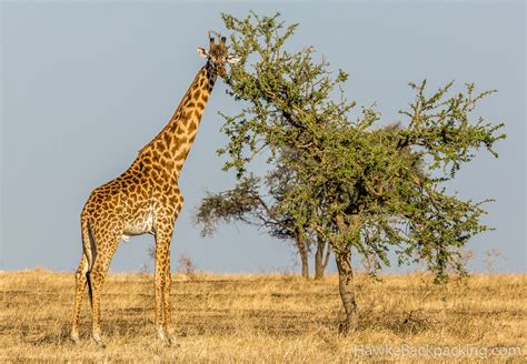 Serengeti Giraffes - HawkeBackpacking.com