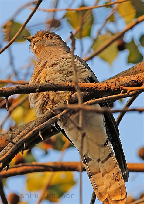 Cranium Bolts: Birds at Hebbal lake