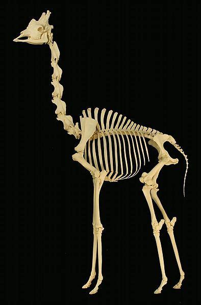 Giraffe skeleton | Animal bones, Giraffe, Animal skeletons