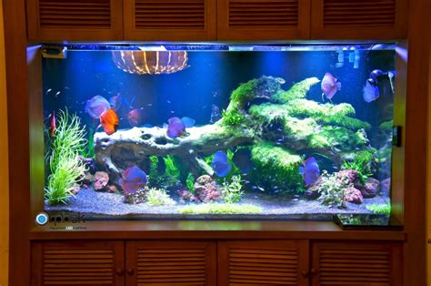 Planted freshwater aquarium lighting •Orphek