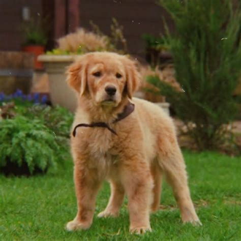 a brown dog standing on top of a lush green grass covered field next to ...