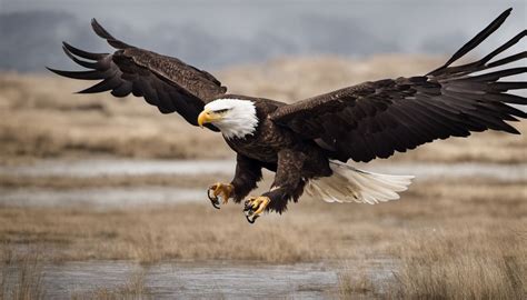 What Is The Wingspan Of A Bald Eagle? - watchingthebirds.com