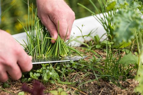 Tips for Planting, Growing and Harvesting Chives | HGTV