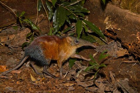 Sengi (Elephant Shrew) mnyama anayepatikana Tanzania pekee – Bongo5.com