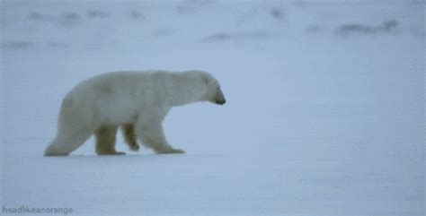 Polar Bear Animated GIF