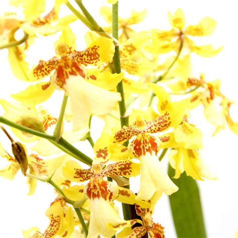 YELLOW ORCHID ONCIDIUM HYBRID IN CERAMIC WHITE POT - LIVING GIFT