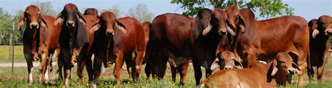 American Brahman Breeders Association | Brahman, Beef cattle, Breeders