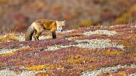 Denali National Park Wildlife: How to Spot Them All - Getaway Couple