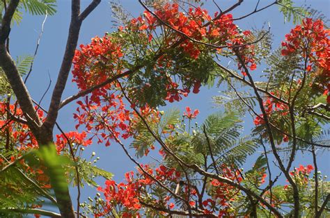 Flower Dictionary: Royal Poinciana