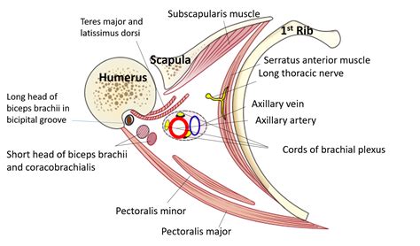 Axilla - Anatomy QA