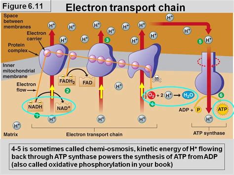 Cell Respiration - Biology