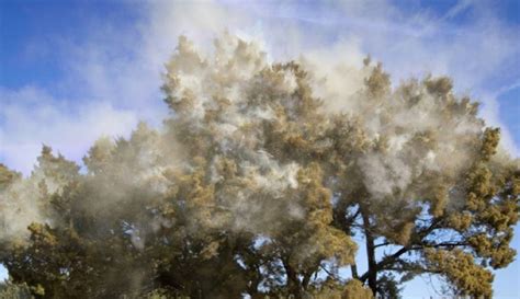 Central Texas Cedar Fever Sufferers May Need Lots More Relief in 2018