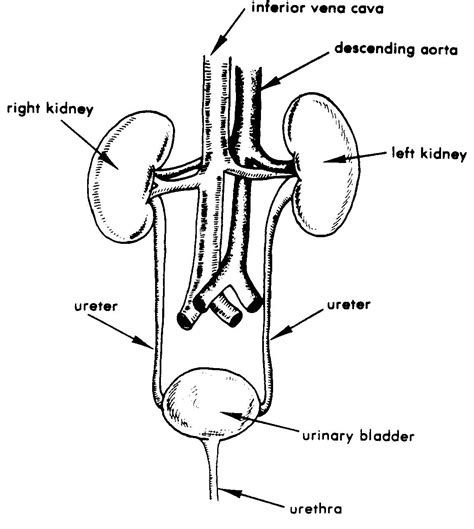 Images 08. Urogenital Systems - Basic Human Anatomy