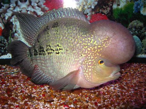 Breeding Flowerhorn Fish: How to Properly Manage Your Flowerhorn Fish ...