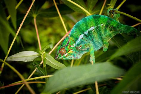 Wildlife île de la réunion | Lizard