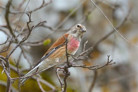 Common Linnet (Linaria Cannabina) Song, Diet & Distribution