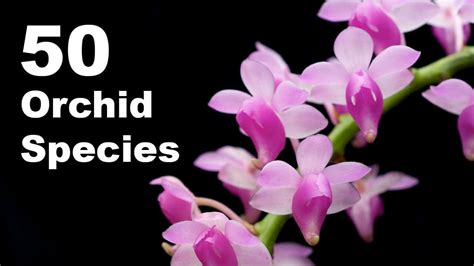 50 Orchid Species Name | Orchid Flower | Types of Orchid With Pictures and Names - YouTube