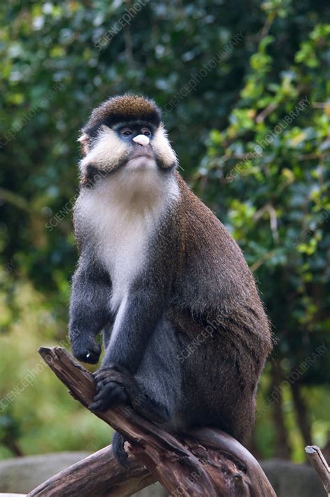 Red-tailed Monkey - Stock Image - F031/5405 - Science Photo Library