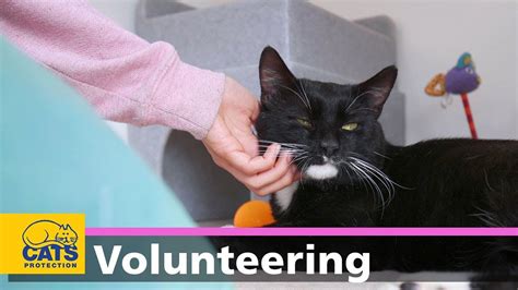 Volunteering with Cats Protection - YouTube