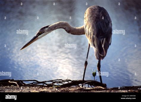 Great Blue Heron Hunting Stock Photo - Alamy