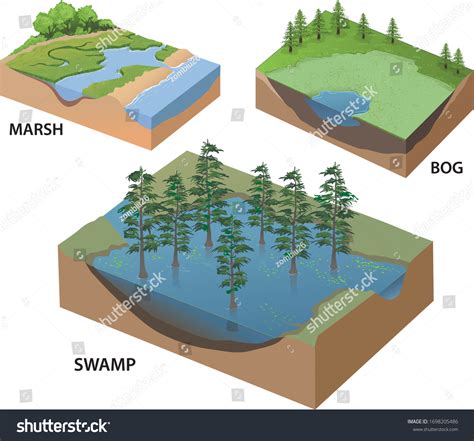 Types Wetlands Infographic Isometric Vector: เวกเตอร์สต็อก (ปลอดค่าลิขสิทธิ์) 1698205486 ...