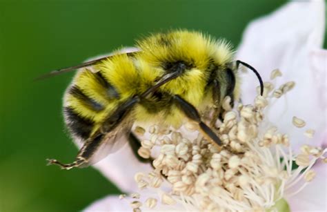 Bright Yellow Bumble Bee - Bombus flavifrons - BugGuide.Net