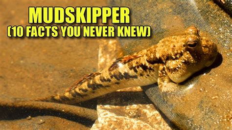 MUDSKIPPER (10 Facts You NEVER KNEW) - YouTube