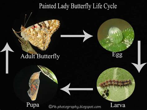 Painted Lady Butterfly Life Cycle | Nature, Cultural, and Travel ...