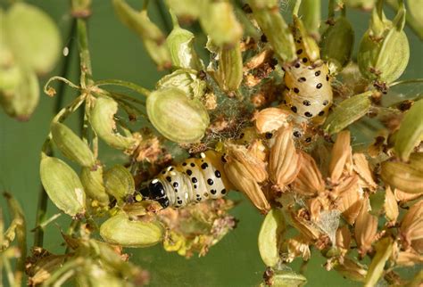 Diptera.info - Discussion Forum: Tachinidae egg om Depressaria radiella ...