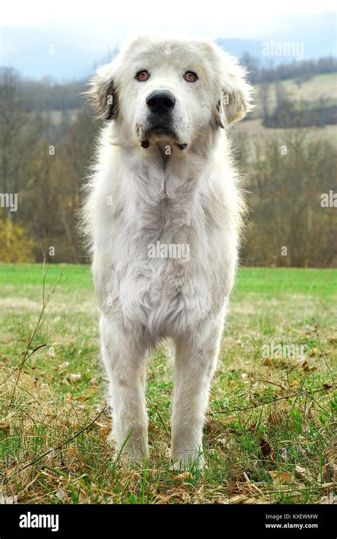 big white sheep dog Stock Photo - Alamy