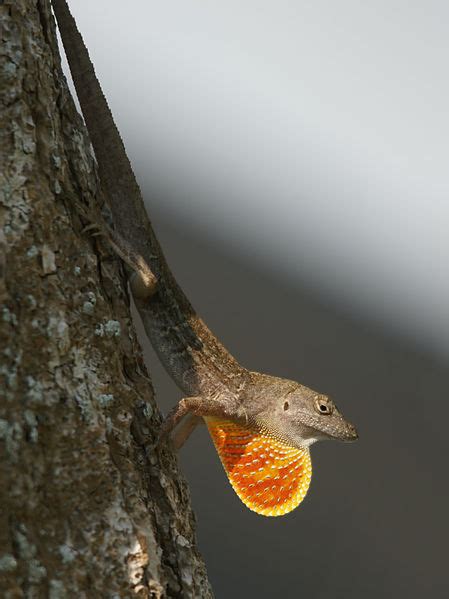 Brown Anole Facts and Pictures | Reptile Fact