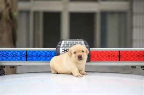 The New Taipei Police Department K9 Unit Puppies Were Introduced To The ...