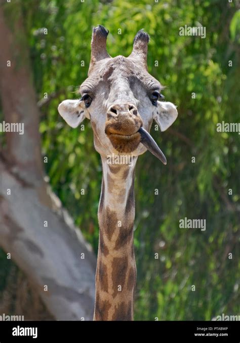 a funny silly juvenile giraffe sticking its tongue out in the savannah ...