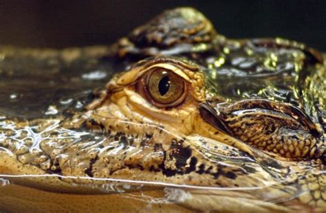 Interview with Alligator – Differences between Alligators and Crocodiles | HubPages