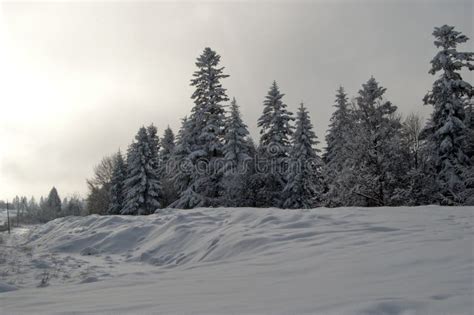 Dark winter landscape stock photo. Image of december - 44184572