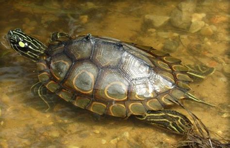 Northern Black Knobbed Map Turtle Size - FEQTUSI