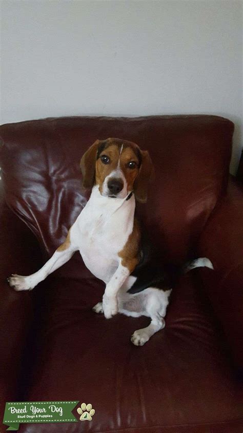 Purebred Beagle - Stud Dog in Massachusetts, United States | Breed Your Dog