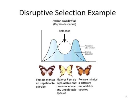 PPT - Population Evolution PowerPoint Presentation, free download - ID:3807366