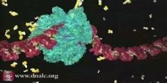 DNA Transcription and Protein Assembly - DnaTube.com - Scientific Video ...