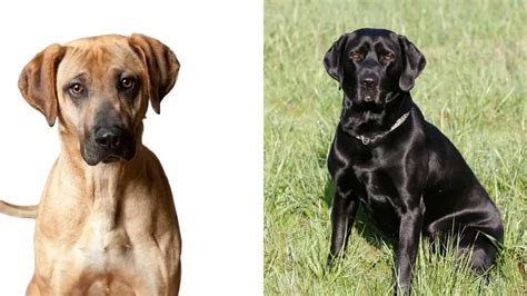 Mountain Cur Black Lab Mix – Good Pets Or Too Much Of A Risk?