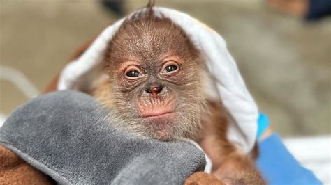 Nació primer orangután de Sumatra en 40 años en el Zoológico de ...